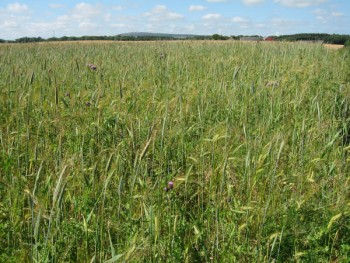 Well-established crop in summer with an abundance of grain – Credit: Hywel Maggs