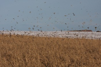 Flock of seed eaters – Credit: Hywel Maggs