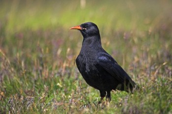 Chough – Credit: Ben Hall – © RSPB images