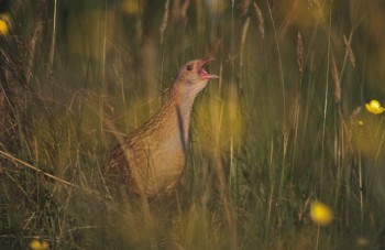 Corncrake – Credit: RSPB, Chris Gomersall