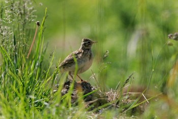 Skylark – Credit: Andy Hay – © RSPB images