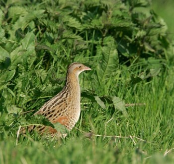 Corncrake – Credit: Andy Hay – © RSPB images