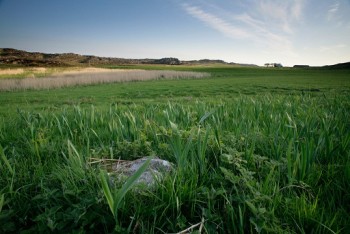 Corncrake habitat – Credit: Andy Hay – © RSPB images