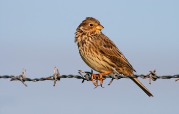 Corncrake habitat – Credit: Tom Marshall – © RSPB images