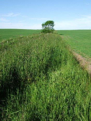 Corn bunting habitat – Credit: Hywel Maggs