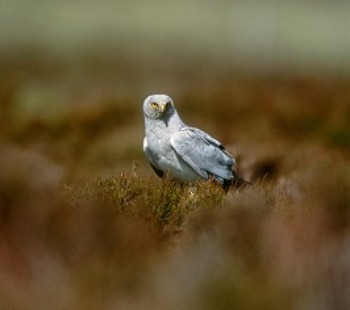 Hen harrier – Credit: Andy Hay – © RSPB images