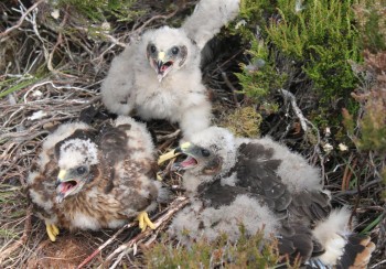 Hen harrier chicks – Credit: Alan Leitch