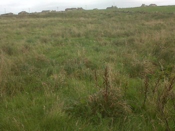 Orkney vole habitat – Credit: Sarah Sankey