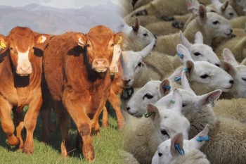 Beef and sheep farmers can apply for share of &pound;38 million.