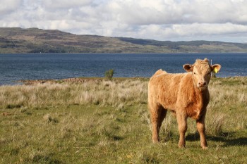 Rise in cattle positive says Rural Affairs Secretary