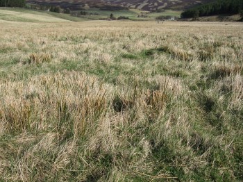 Field after good rush management – Credit: Hywel Maggs