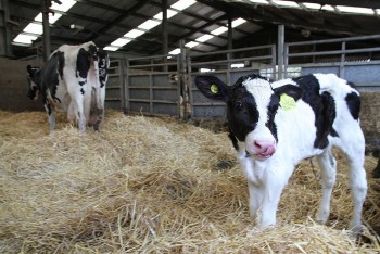 Rural Affairs Secretary Richard Lochhead published a 25 point plan to help support the Scottish dairy sector on a visit to a dairy producer in Angus Rural Affairs Secretary Richard Lochhead published a 25 point plan to help support the Scottish dairy sector on a visit to a dairy producer in Angus