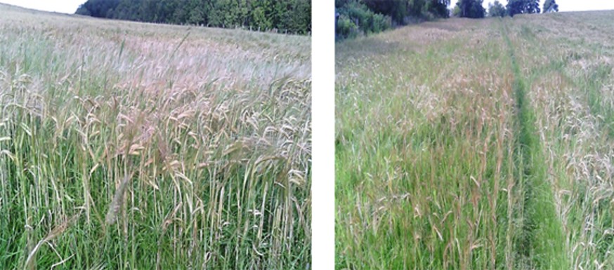 EFA catch crop – barley under sown with grass