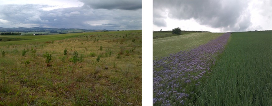 EFA fallow – example of natural regeneration (left) and EFA fallow – example of wildflower mix (two species) (right)