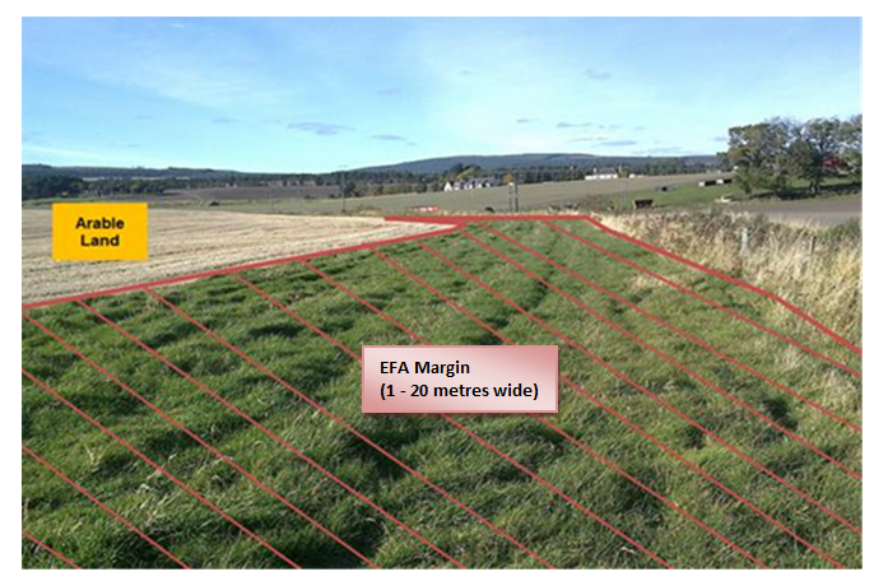 Image showing an example of a field margin