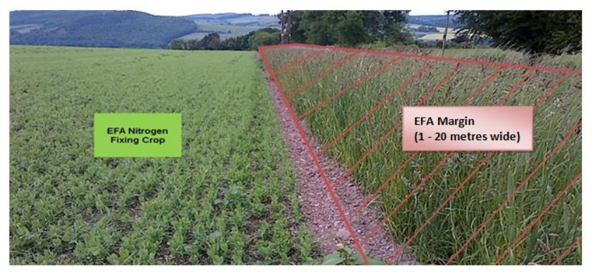 EFA nitrogen-fixing crops with associated claimed EFA field margins