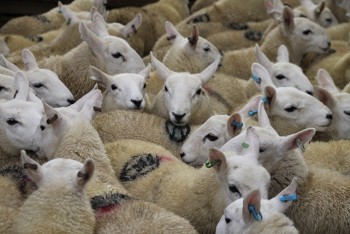 SUSSS closes 16 October 2015