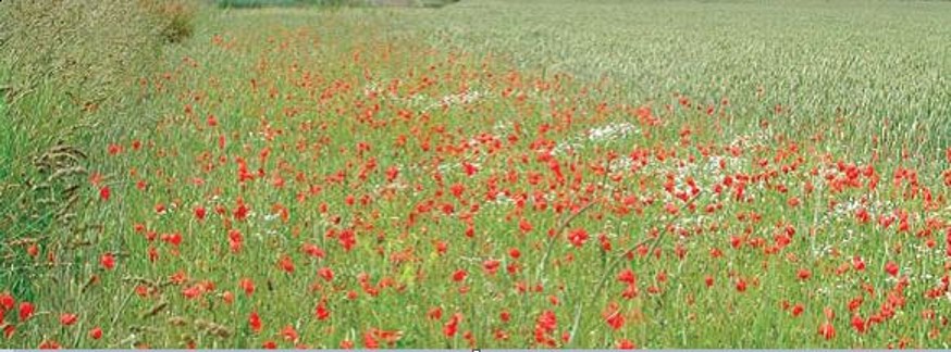 Poppies – Credit: Andrew Evans – © Plantlife