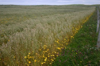 Cropped machair – Credit: Jamie Boyle