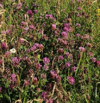 Red clover – Credit: Lorne Gill – © Scottish Natural Heritage