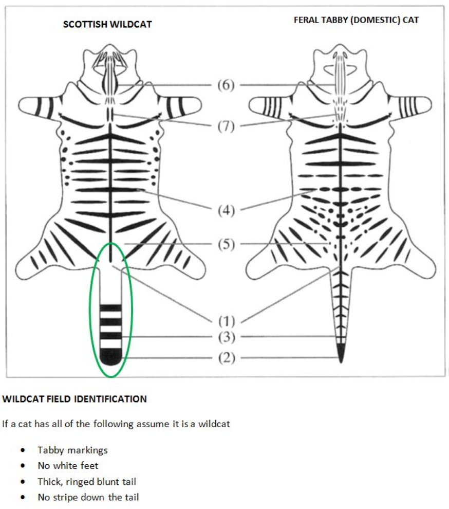 Scottish wildcat identification – © Andrew Kitchener