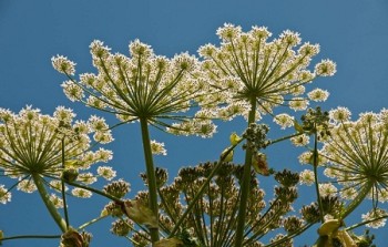 Giant hogweed: flower detail - Credit: NNSS - © Crown Copyright 2009 Giant hogweed: flower detail - Credit: NNSS - © Crown Copyright 2009