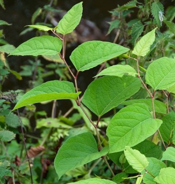 Japanese knotweed: zig-zag stem - Credit: NNSS - © Crown Copyright 2009 Japanese knotweed: zig-zag stem - Credit: NNSS - © Crown Copyright 2009