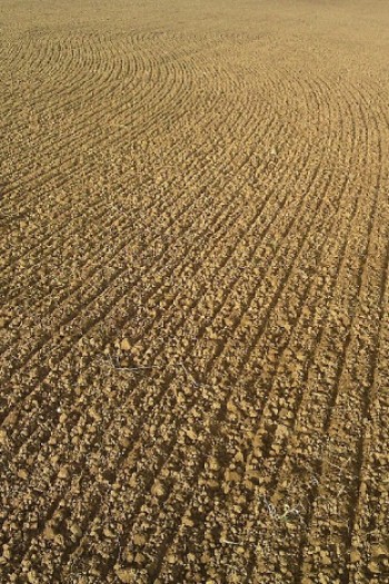 Fine seedbed – Credit: Tony Seymour – © TFE 2014 Fine seedbed – Credit: Tony Seymour – © TFE 2014