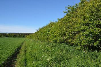 Well-formed large hedge with grass margin – © Tony Seymour TFE 2014 Well-formed large hedge with grass margin – © Tony Seymour TFE 2014