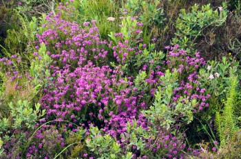 Heather – Credit: Lorne Gill – © Scottish Natural Heritage Heather – Credit: Lorne Gill – © Scottish Natural Heritage