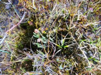 Wet heath – Credit: Mike Smedley – © Scottish Natural Heritage Wet heath – Credit: Mike Smedley – © Scottish Natural Heritage