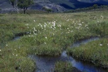 Bog vegetation – © Scottish Natural Heritage Bog vegetation – © Scottish Natural Heritage