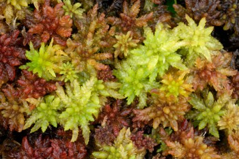Sphagnum mosses – Credit: Lorne Gill – © Scottish Natural Heritage Sphagnum mosses – Credit: Lorne Gill – © Scottish Natural Heritage