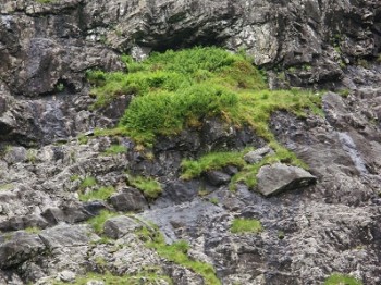 Tall-herb vegetation dominated by ferns – Credit: Phil James – © Scottish Natural Heritage Tall-herb vegetation dominated by ferns – Credit: Phil James – © Scottish Natural Heritage