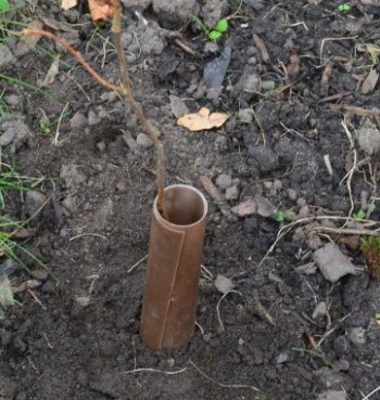 Solid wall cylindrical vole guard – Credit: Tony Seymour – © TFE 2014